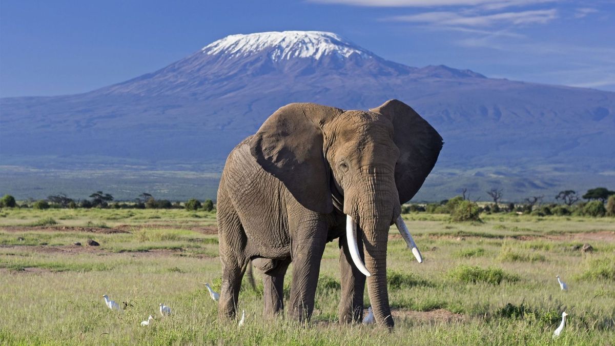 Elephants grazing in Amboseli National Park