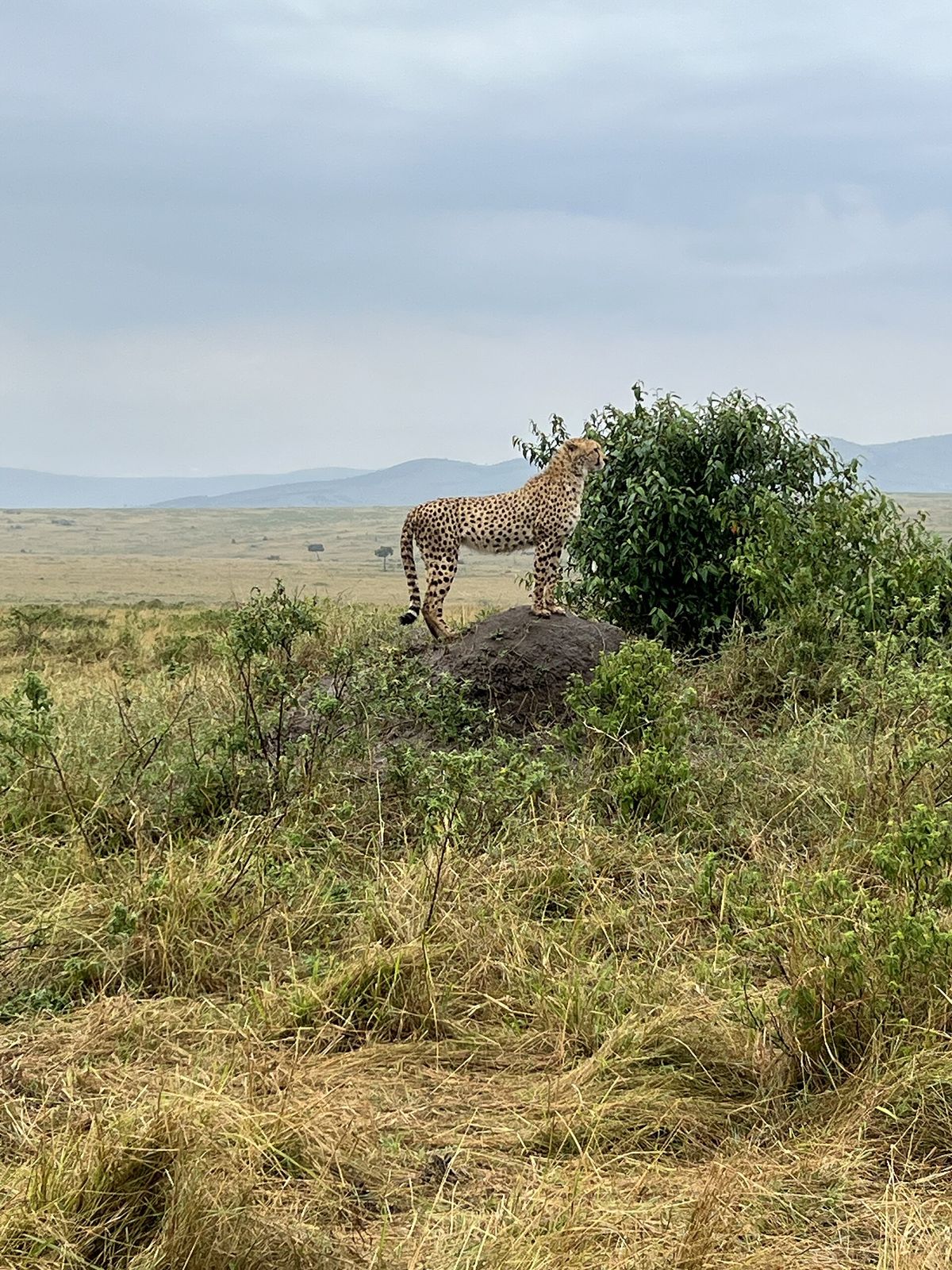 A cheetah surveys the plains from a rock