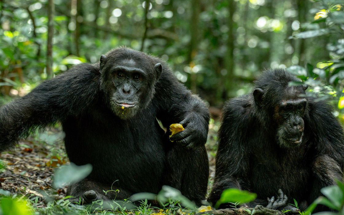 Rescued chimpanzees at the Sweetwaters sanctuary in Ol Pejeta