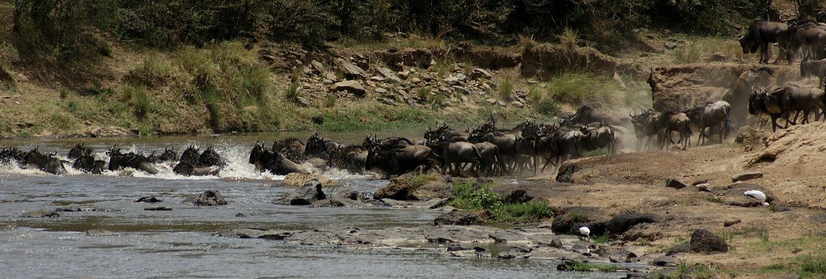 Wildebeest crossing the Mara River