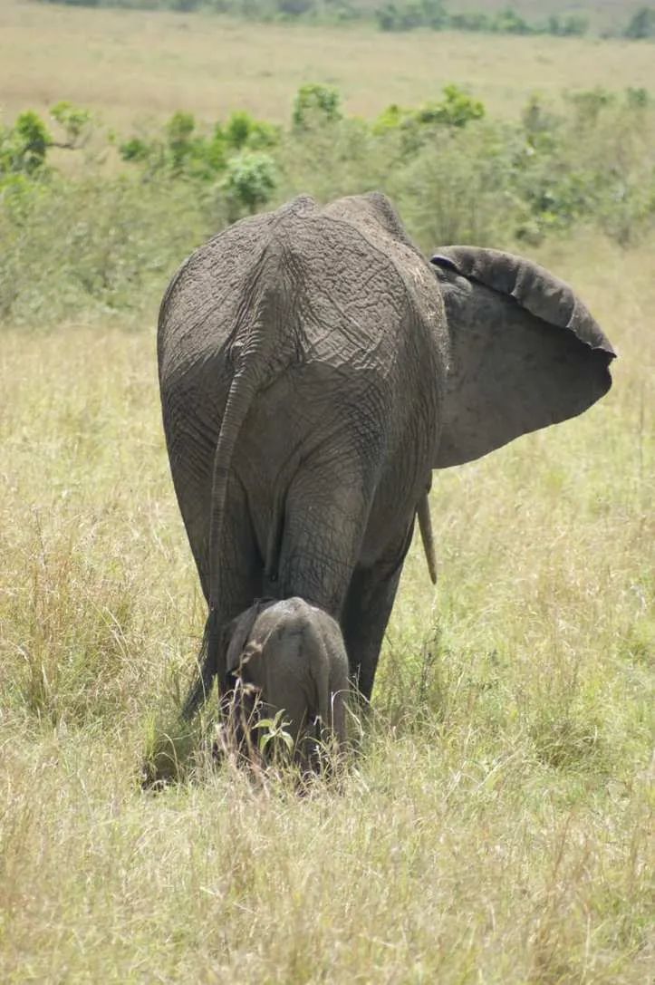 An elephant calf feeding on the Ol Pejeta grasslands