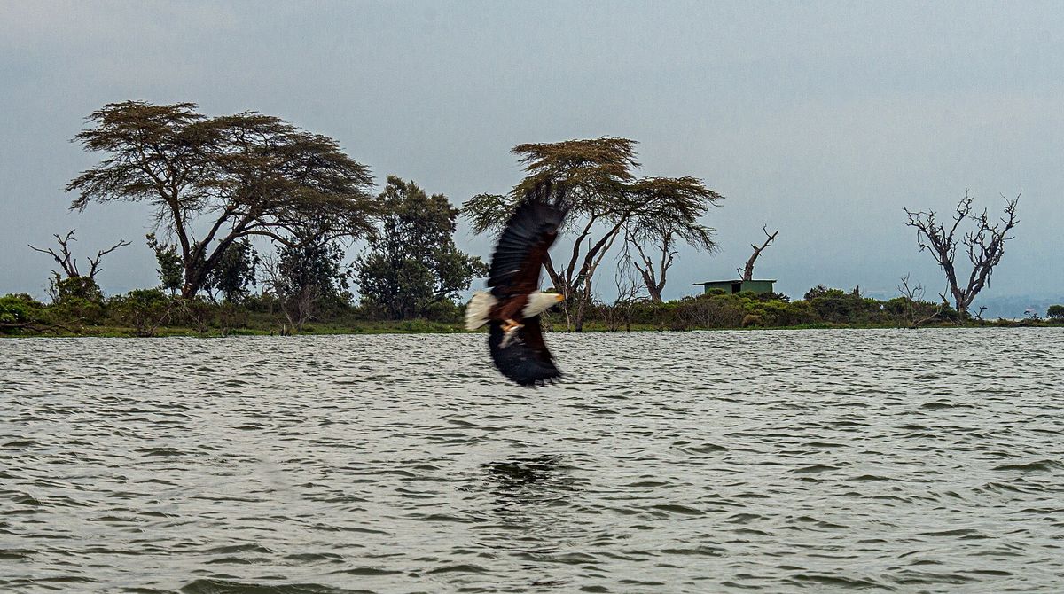 An African fish eagle over Lake Naivasha
