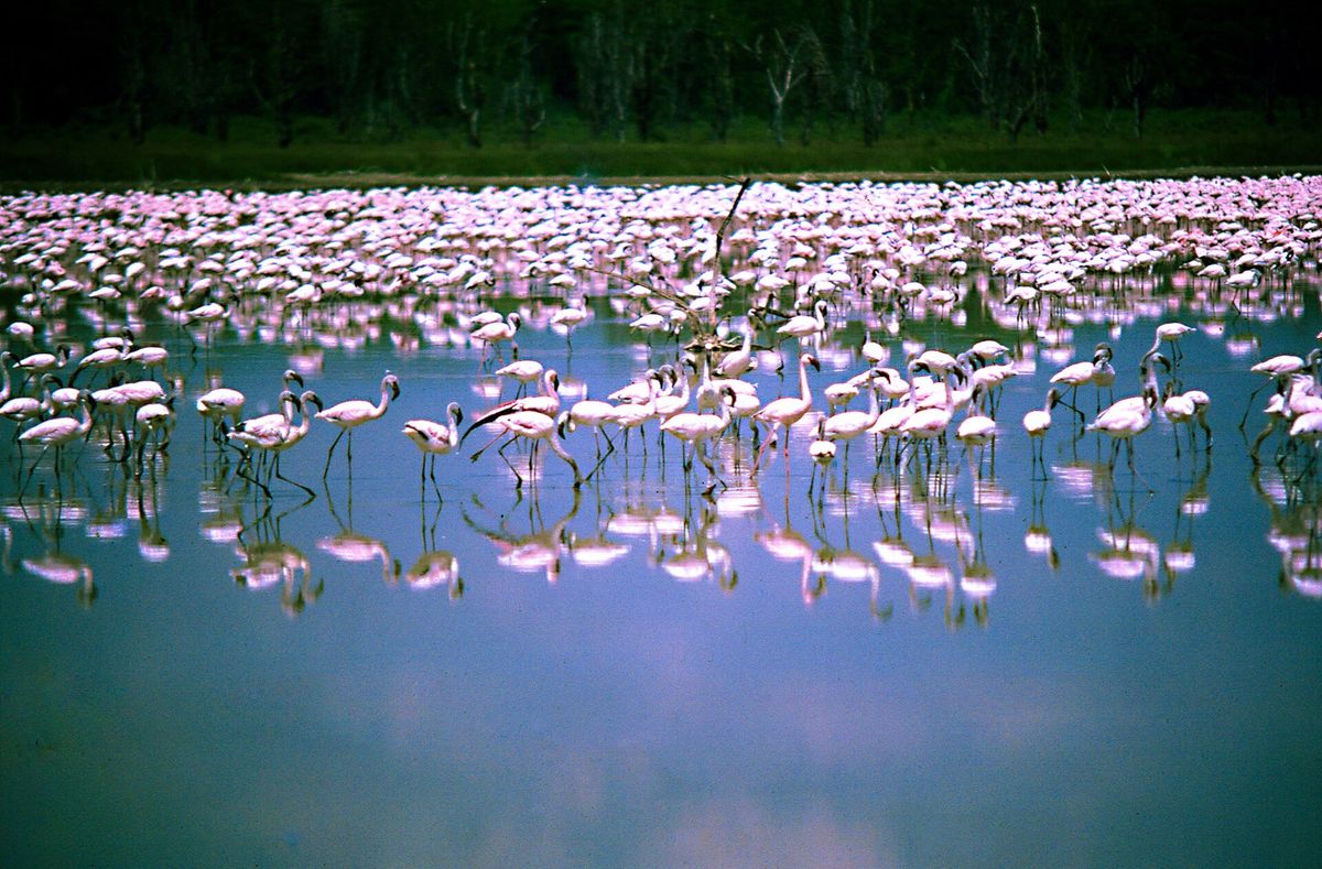 Flamingos crowd the Lake Nakuru shoreline