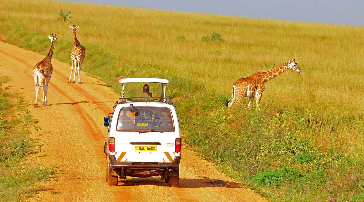 A safari vehicle among giraffes on a game drive