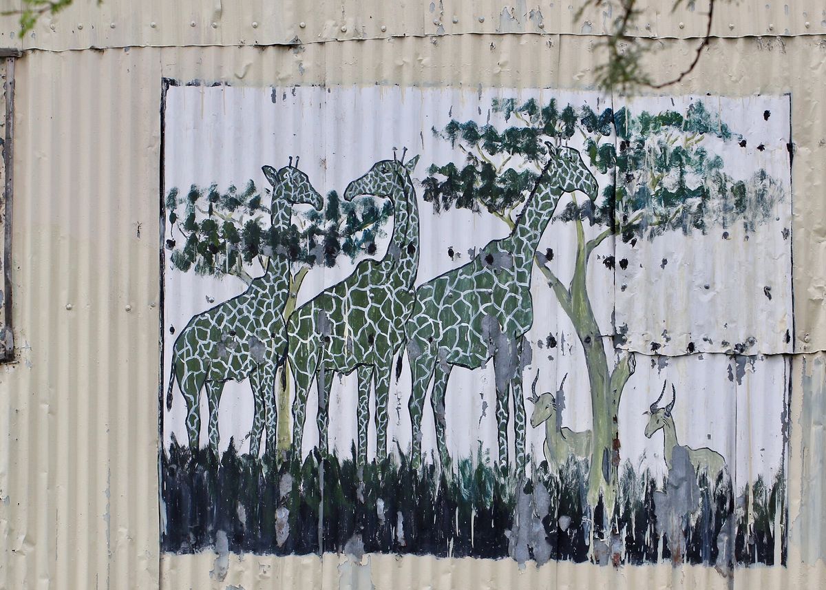 Giraffes browsing among the acacias