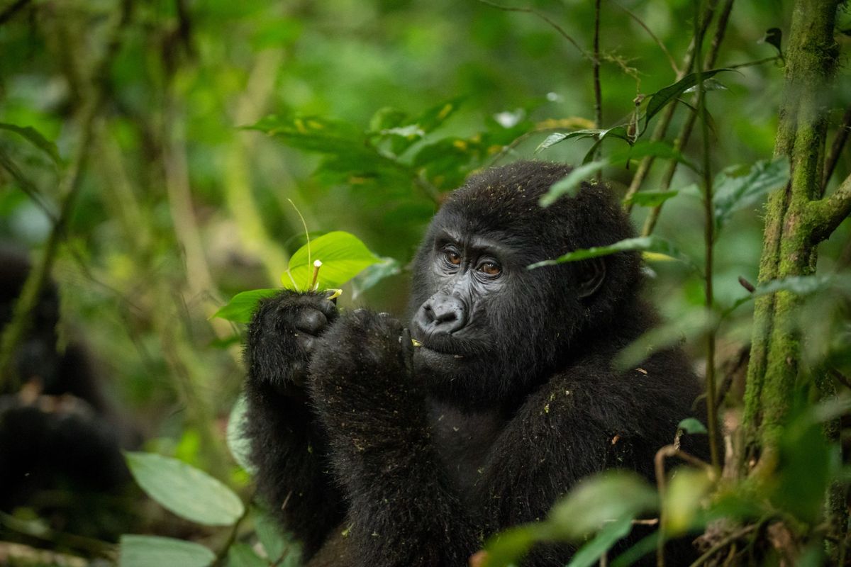 A mountain gorilla eating leaves in the forest