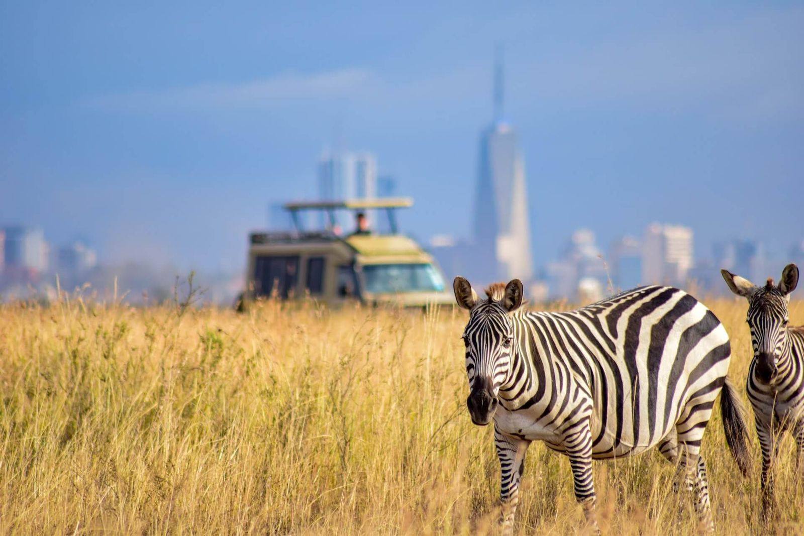 Zebras and a safari vehicle in Nairobi National Park with the city skyline behind