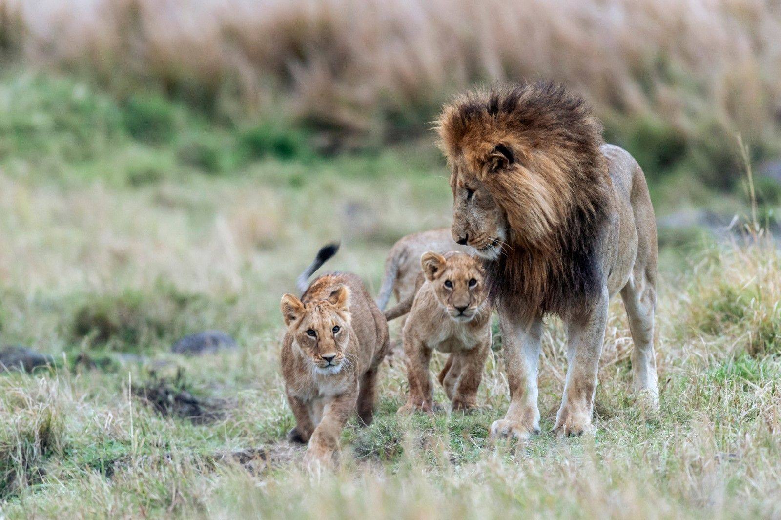 A lioness with small cubs on the savannah