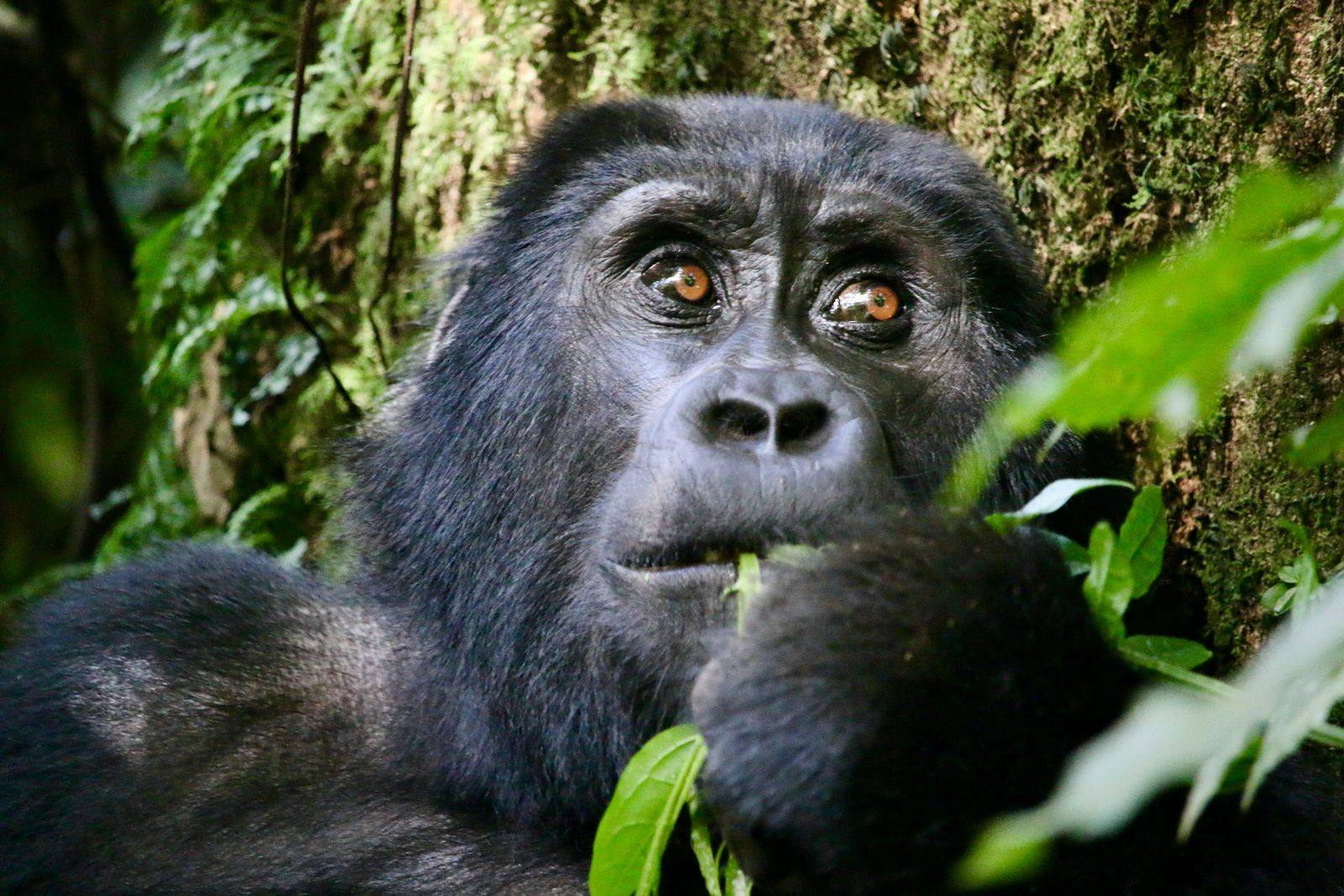 A mountain gorilla resting in the Bwindi forest