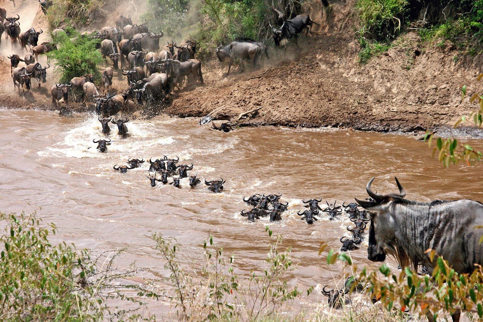 Wildebeest crossing the Mara River during the migration
