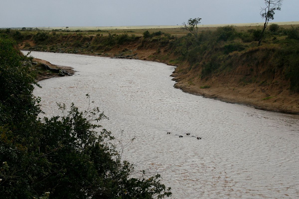 Hippos wallowing in the Mara River