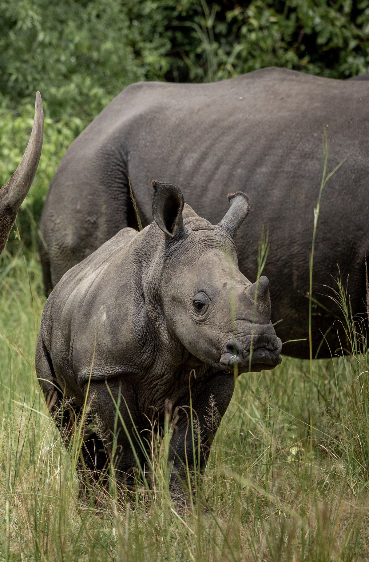 Rhino and Mount Kenya landscape in Lewa Conservancy