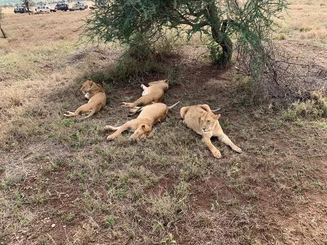 A lion pride resting in the shade