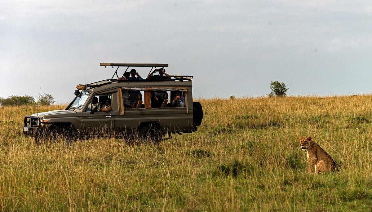 A lioness close to a safari vehicle in the Masai Mara