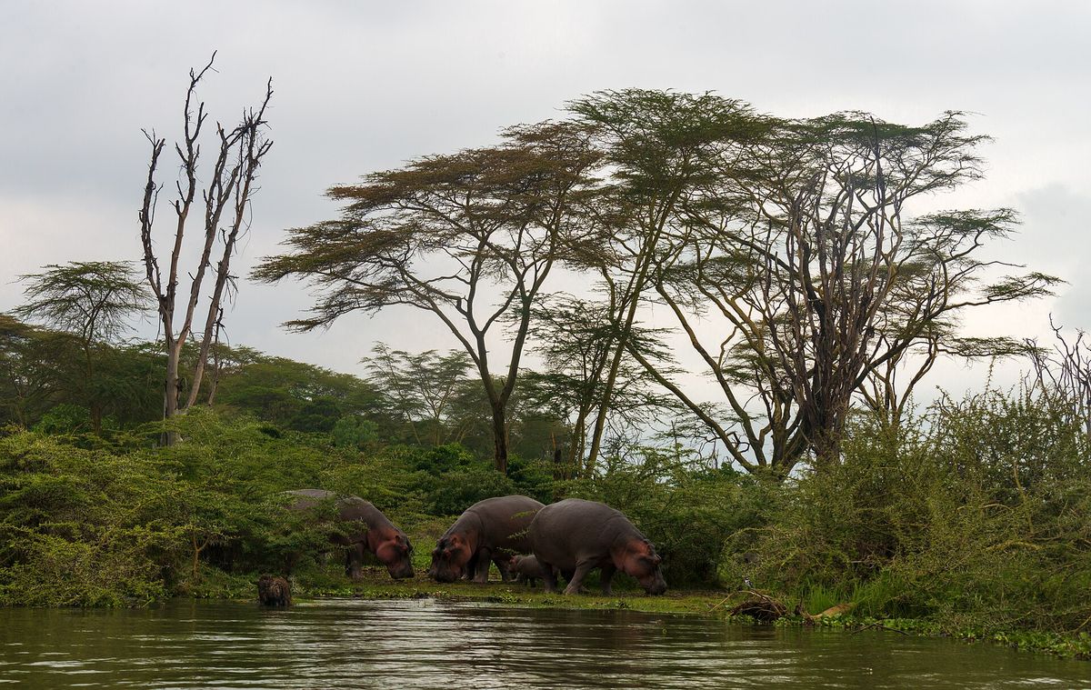 Hippos grazing under acacias on the Naivasha shore
