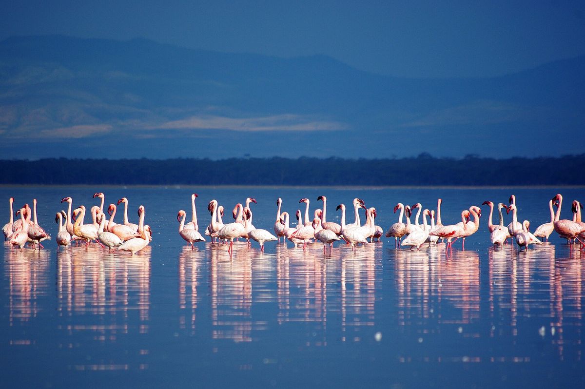 Flamingos feeding along the Lake Nakuru shoreline