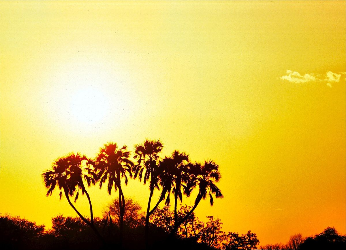 Dry northern savannah in Samburu with doum palms