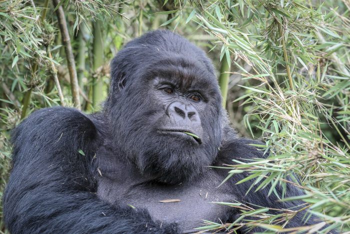 A silverback gorilla sitting in bamboo forest in Rwanda