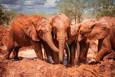 Red-dust elephants in Tsavo