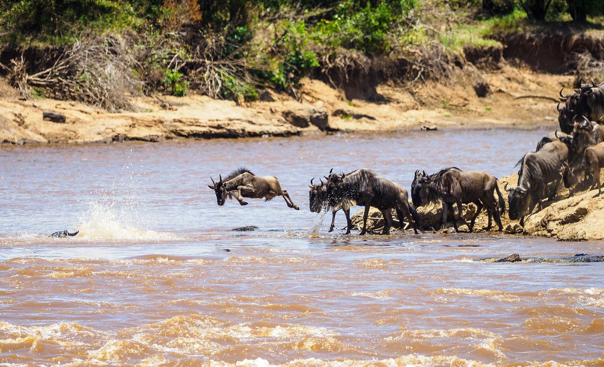 Wildebeest crossing a river during the migration