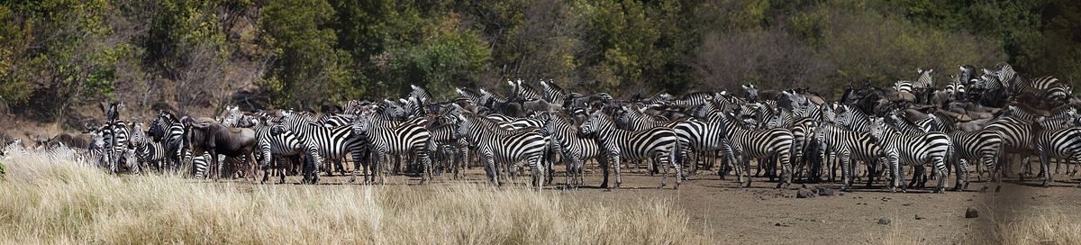 Zebras grazing on the open plains of Ol Pejeta Conservancy